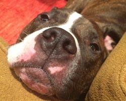 19 Reasons Why You Shouldn’t Rescue Pit Bulls