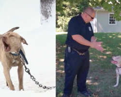 Pit Bull Puppy Chained In The Snow Has Her Cries For Help Answered By A Cop