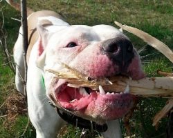 12 Dangerously Shocking Facts About Pit Bulls