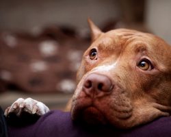 10 Best Pit Bull Dog Names