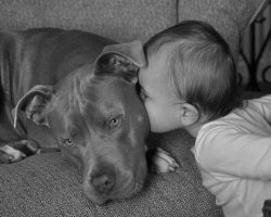 12 Reasons Why You Should Never Own Pit Bulls