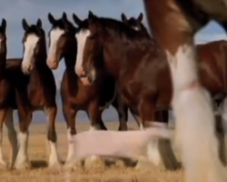 Hilarious Budweiser Commercial Stars Famous Clydesdales… And One Streaking Sheep
