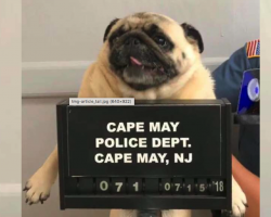 Bad Dog Gets ‘Pugshot’ Taken After Being Picked Up By The Police
