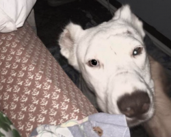 Rescue Dog Wakes Mom Up In The Middle Of The Night To Thank Her