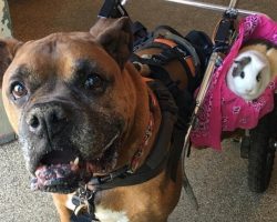 Senior Dog Got Lonely, So His Mom Rescued A Friend, Now He Never Goes Anywhere Without Her
