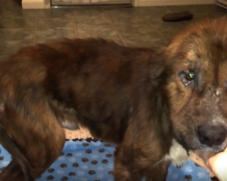 Hurt So Badly He Couldn’t Be Adopted, Puppy Finally Eats His First Meal In A Loving Home