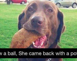 17 Dogs Who May Not Be The Sharpest Tools In The Shed