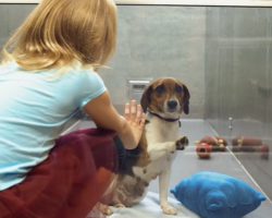 Dog Kept Being Passed Over At The Shelter, Then Girl Bends Down Next To Her