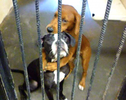 Shelter Dog Hugs Her Puppy Friend—And It Ends Up Saving Their Lives