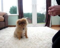 This Sheltie Puppy Doing His First Tricks Will Make Your Day!