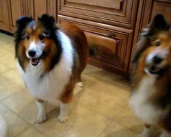 Sheltie’s Love CHEESE!!!