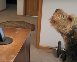 Dog Calls Mom To Express How Much He Misses Her, Has Everyone In Stitches