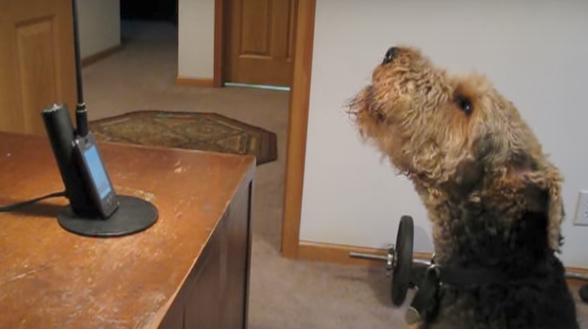 Dog calls mom to express how much he misses her, has everyone in stitches
