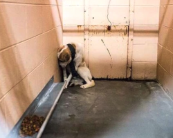 Sad Dog Sits In The Corner Of Kennel But Totally Opens Up When Belt Is Removed From Neck