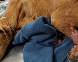 Texas bait dog refused to look anyone in the eye until someone showed her a world’s worth of kindness