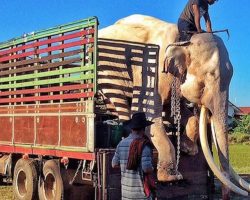 Legendary Thai Bull Elephant Freed From His Chains At Long Last