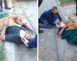 Worried Dog Refuses To Leave Unconscious Owner’s Side Until Paramedics Arrive