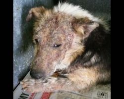 Owners Wanted Their Dog Put Down Because He Was Too ‘Yucky’ To Live
