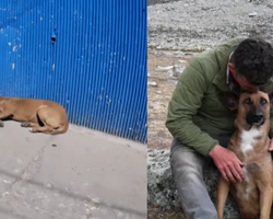 TV Star Filming In Peru Comes Across A Stray, And Their Lives Are Changed Forever
