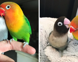 Two Very Different Looking Parrots Just Had Babies, And The Pictures Are In