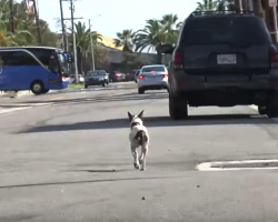 Woman Abandons Dog At Airport, Says She No Longer Wants To Own Her