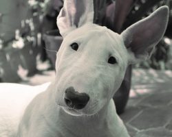 17 Things All English Bull Terrier Owners Must Never Forget