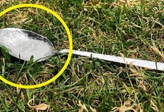 Why You Should Always Put A Spoon Of Sugar In Your Backyard Before Leaving The House
