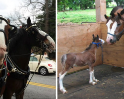 12 Pics That Show Off The True Personalities Of Clydesdales