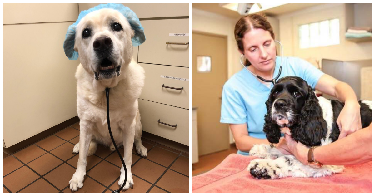 Mysterious New Dog Disease Is Spreading And It’s Highly Contagious