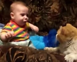 Baby Refuses To Go To Sleep, But Mamma Cat Knows How To Handle It, Won’t Take “NO” For An Answer!