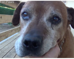 Senior Dog Left Behind On The Streets After His Family Moved Away Without Him