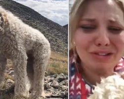 Woman Reunites with Her Frightened Lost Dog Weeks After Fatal Car Crash