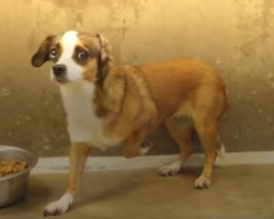 Scared Dog Never Wagged Her Tail — Until Her Foster Dad Built Her A Bedroom