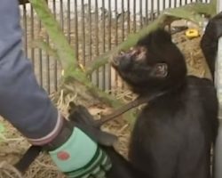 Chained Up For 8 Years, Spider Monkey Gets 1st Taste Of Freedom After Rescue