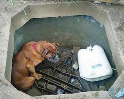 Little Girl Runs To Get Help After Finding Dog In A Concrete Grave