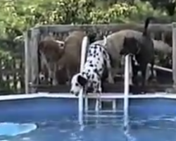 Dalmatian’s Scared To Jump In The Pool, Then A Friend Shows Him How It’s Done