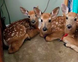 She Left Backdoor Open During A Wild Storm, She Was Surprised To See Some Visitors Inside.