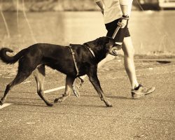 Best Dogs for Runners – 20 Dog Breeds That Are Perfect for Running