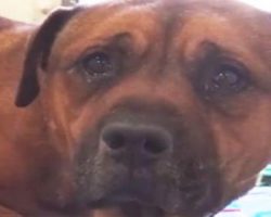 Dog can’t stop crying after realizing he’s been abandoned at the animal shelter!