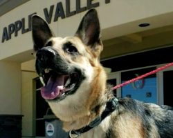 Dog Masterminds Escape From An Animal Shelter, Breaks Out Of 3 Doors