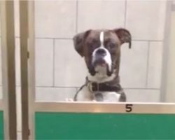 Owner goes to pick up dog from vet. Dog’s reaction upon seeing them has everyone in fits of laughter