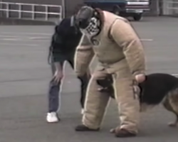 Dog Gets Bored Of His Police Training, Even Makes His Trainer Laugh Out Loud