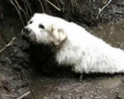 Giant Senior Pup Stranded In The Mud – He’s Finally Saved, But Not By A Human