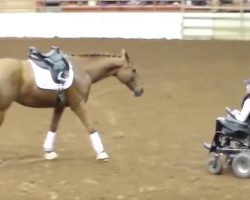 Horse Approaches Woman In Wheelchair – Moments Later, The Entire Crowd Falls Silent