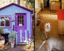 Shelter Builds Cozy Cottages So The Dogs Don’t Have To Live In Cages