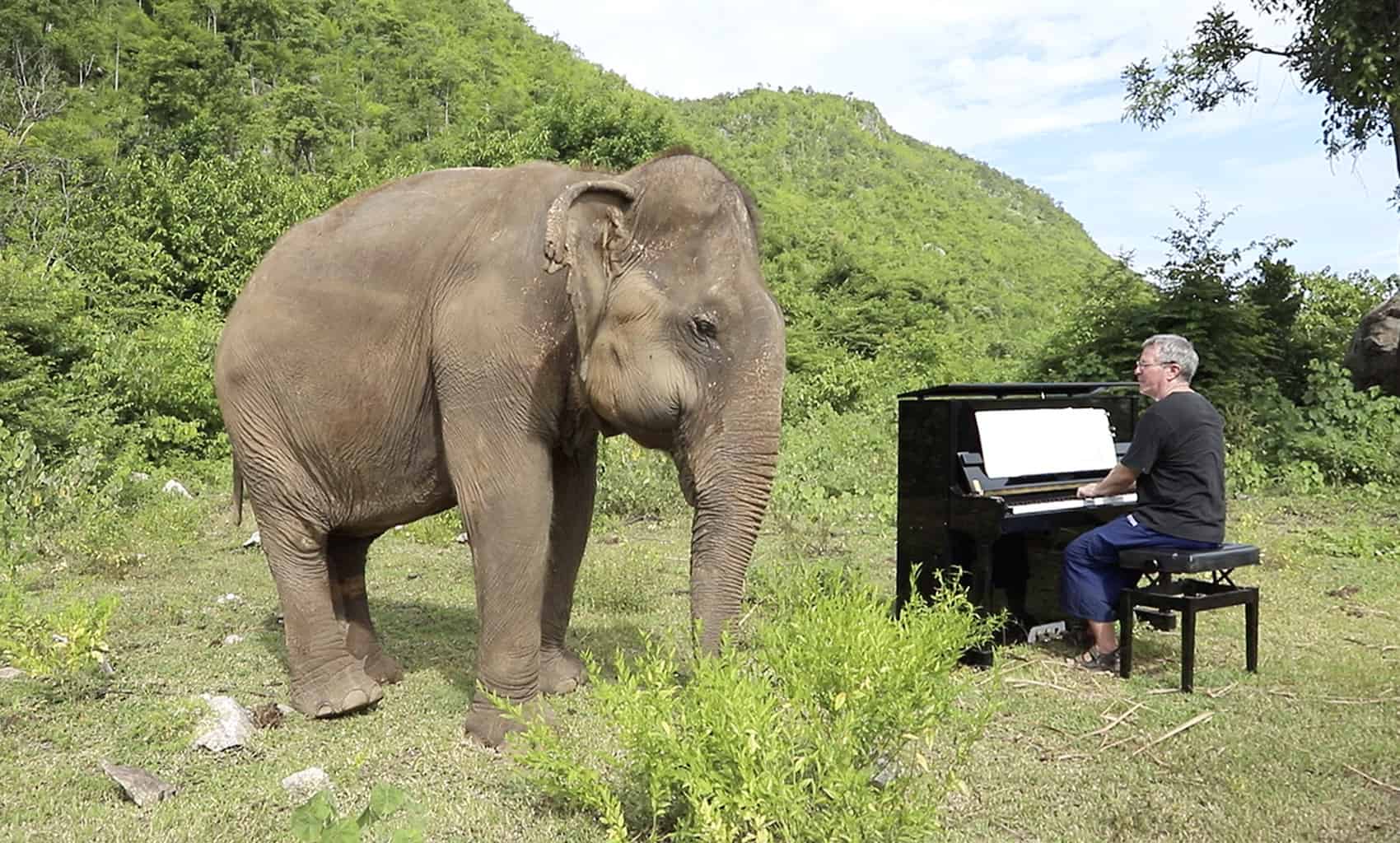 Elderly Elephant Starts Crying When Man Plays Piano For Her