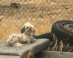 Motorist Stops To Help Stray Pup, Notices She’s Protecting A Hidden Treasure