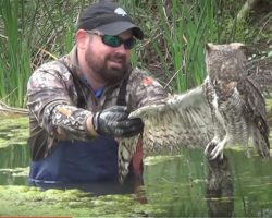 Frightened owl is trapped and can’t free itself – now watch its reaction when a guy comes to help