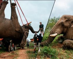 Riff Raff The Elephant ‘To Be Shot Legally’ If He Keeps Returning Home
