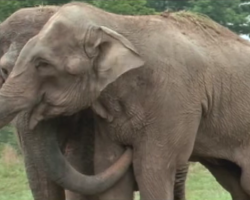 After 50 years in captivity, this freed elephant has the reunion of a lifetime